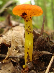 Hygrocybe cantharellus