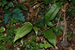 Tectaria semipinnata