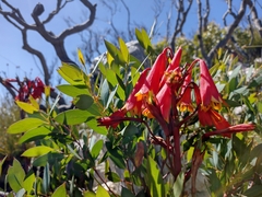 Blandfordia punicea