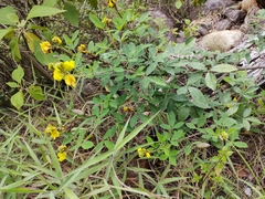 Crotalaria