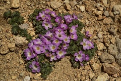 Oxalis adenophylla