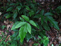 Tectaria semipinnata