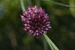 Allium rotundum