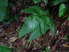Tectaria semipinnata
