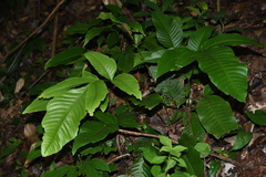Tectaria semipinnata