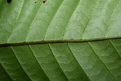 Tectaria semipinnata