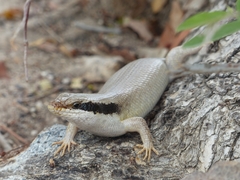 Trachylepis binotata