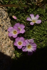 Oxalis adenophylla