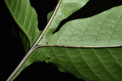 Tectaria semipinnata