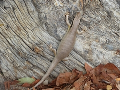 Trachylepis binotata