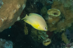 Pomacentrus amboinensis