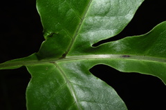 Tectaria semipinnata