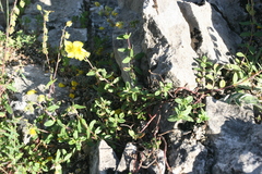 Helianthemum