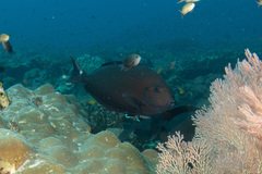 Acanthurus mata