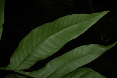 Tectaria semipinnata