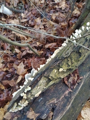 Auricularia mesenterica