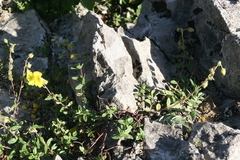 Helianthemum