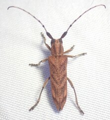 Saperda obliqua