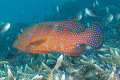 Cephalopholis miniata