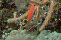 Paracheilinus cyaneus