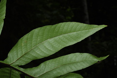 Tectaria semipinnata