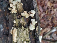 Auricularia mesenterica