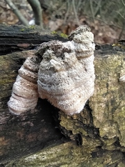 Auricularia mesenterica