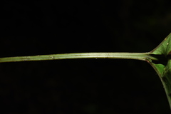 Tectaria semipinnata