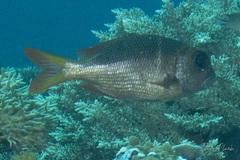 Monotaxis heterodon