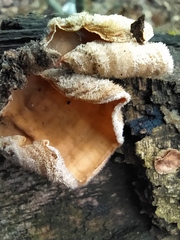 Auricularia mesenterica