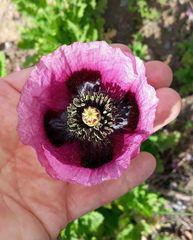 Papaver somniferum setigerum