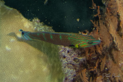 Halichoeres melanurus