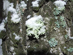 Evernia prunastri