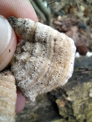 Auricularia mesenterica