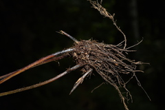 Tectaria semipinnata