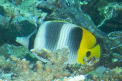 Chaetodon ulietensis