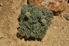 Callianthemoides semiverticillata