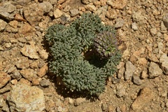 Callianthemoides semiverticillata