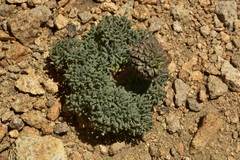 Callianthemoides semiverticillata