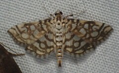 Lygropia rivulalis