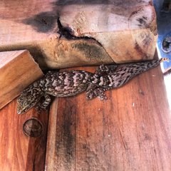 Afrogecko porphyreus