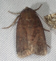 Pseudorthodes vecors