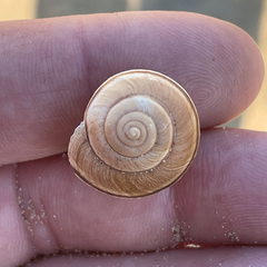 Helminthoglypta walkeriana