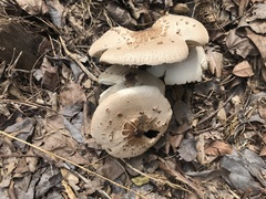 Chlorophyllum molybdites