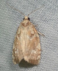 Archips semiferanus