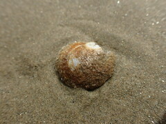 Sigapatella novaezelandiae