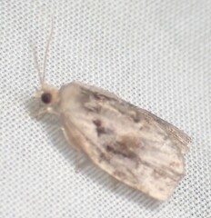Archips grisea