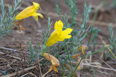 Cymbaria daurica