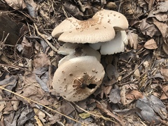 Chlorophyllum molybdites