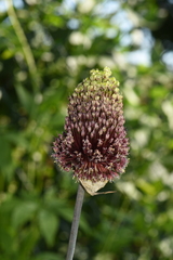 Allium amethystinum